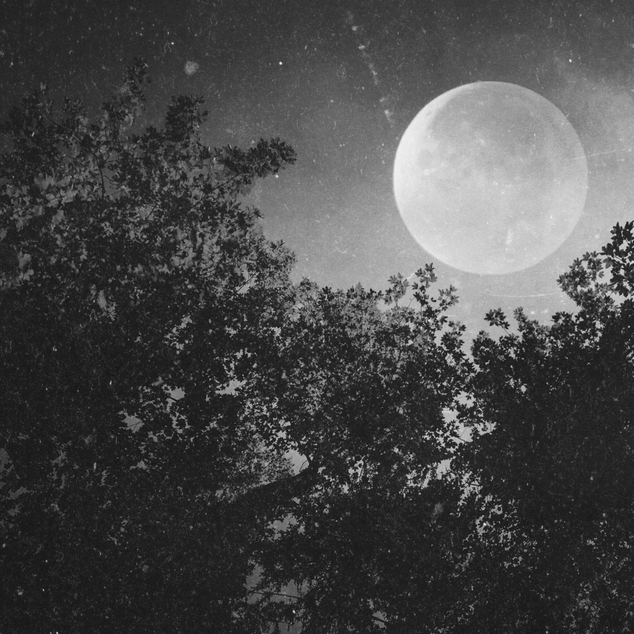 a black and white image of the moon with trees around it